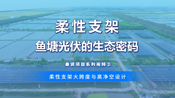 【奉贤渔光互补项目】系列视频二：江苏东软自研的柔性光伏支架系统：超大跨度、高净空的设计，实现发电养殖双丰收